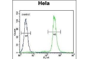 LIN28A Antibody (Center) (ABIN655156 and ABIN2844774) flow cytometric analysis of Hela cells (right histogram) compared to a negative control cell (left histogram). (LIN28A antibody  (AA 108-138))
