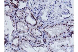 Immunohistochemical staining of paraffin-embedded Human Kidney tissue using anti-FXN mouse monoclonal antibody. (Frataxin antibody)