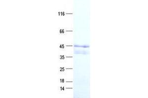 Validation with Western Blot (TRIML2 Protein (His tag))