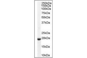 Image no. 2 for anti-Glutathione Peroxidase 4 (GPX4) (C-Term), (Isoform A) antibody (ABIN374711)