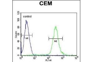 MCAF2 Antibody (Center) (ABIN654466 and ABIN2844199) flow cytometric analysis of CEM cells (right histogram) compared to a negative control cell (left histogram). (ATF7IP2 antibody  (AA 318-347))