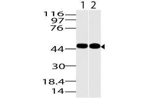 Image no. 1 for anti-Kruppel-Like Factor 15 (KLF15) (AA 50-300) antibody (ABIN5027330) (KLF15 antibody  (AA 50-300))