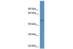 Western Blot showing Gm13178 antibody used at a concentration of 1. (Gm13178 antibody  (C-Term))