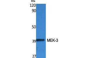 Western Blot (WB) analysis of specific cells using MEK-3 Polyclonal Antibody. (MAP2K3 antibody  (Thr383))