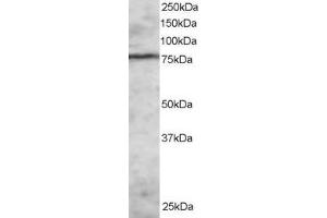 ABIN184879 staining (2µg/ml) of MOLT-4 lysate (RIPA buffer, 30µg total protein per lane).