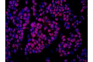 Immunofluorescence (IF) image for anti-Cofactor of BRCA1 (COBRA1) (AA 530-580) antibody (ABIN7448942) (COBRA1 antibody  (AA 530-580))