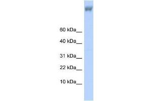 ZNF644 antibody used at 0. (ZNF644 antibody  (Middle Region))