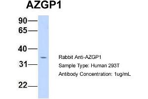 Host: Rabbit Target Name: AZGP1 Sample Type: 293T Antibody Dilution: 1. (AZGP1 antibody  (N-Term))
