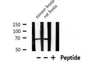 Western blot analysis of RAD51 expression in various lysates (DDX5 antibody  (C-Term))