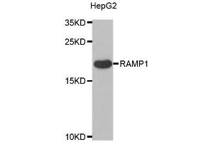 Western blot analysis of extracts of various cell lines, using RAMP1 antibody.