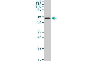 Western Blotting (WB) image for anti-TSC22 Domain Family, Member 4 (TSC22D4) (AA 1-395) antibody (ABIN529381)
