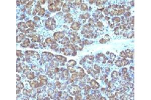 IHC testing of FFPE human pancreas with Mitochondrial antibody (GFM1 antibody)