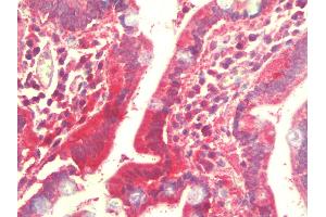 Anti-L1TD1 antibody IHC staining of human small intestine. (L1TD1 antibody  (C-Term))