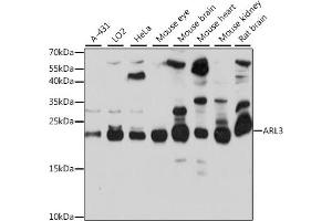Western blot analysis of extracts of various cell lines, using  antibody (ABIN7265493) at 1:1000 dilution. (ARL3 antibody  (AA 1-182))
