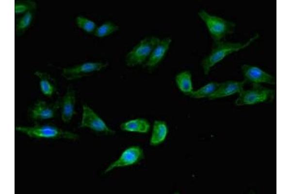 LSMEM1 antibody  (AA 1-131)
