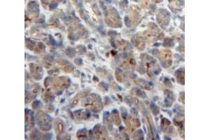 #VALUE! (NCF2 antibody  (AA 355-526))