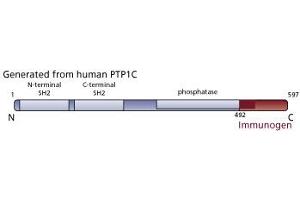Image no. 3 for anti-Protein-tyrosine Phosphatase 1C (PTPN6) (AA 492-597) antibody (ABIN967767) (SHP1 antibody  (AA 492-597))