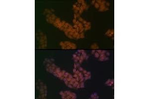 Immunofluorescence analysis of HeLa cells using B Rabbit mAb (ABIN7265826) at dilution of 1:100 (40x lens). (BANF1 antibody)