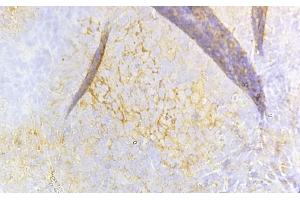 ABIN6260659 and ABIN6268684 at 1/100 staining Rat spleen tissue sections by IHC-P. (CD8B antibody  (Internal Region))