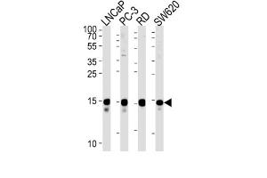 Western Blotting (WB) image for anti-Transcription Elongation Factor A (SII)-Like 1 (TCEAL1) antibody (ABIN2999497)