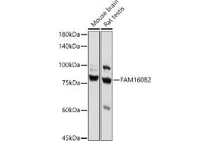 Western blot analysis of extracts of various cell lines, using FB2 antibody (ABIN7267112) at 1:1000 dilution. (FAM160B2 antibody)