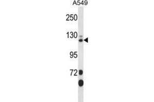 Western Blotting (WB) image for anti-SEC23 Interacting Protein (SEC23IP) antibody (ABIN2998038)