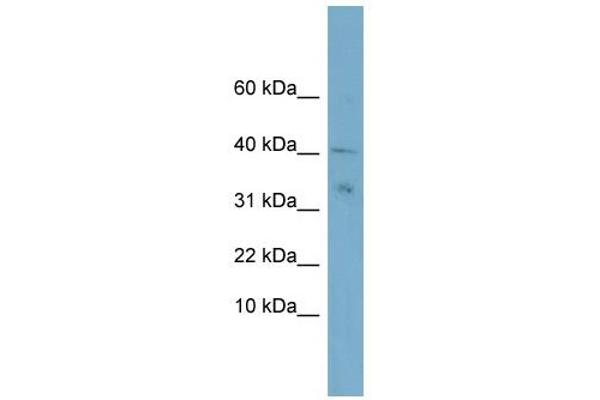 NDUFV3 antibody  (Middle Region)