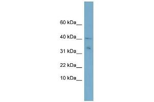 WB Suggested Anti-NDUFV3 Antibody Titration:  0. (NDUFV3 antibody  (Middle Region))