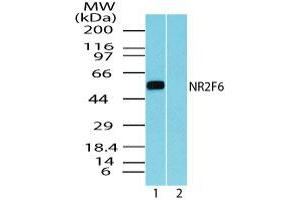 Image no. 1 for anti-Nuclear Receptor Subfamily 2, Group F, Member 6 (NR2F6) (AA 20-70) antibody (ABIN960291) (NR2F6 antibody  (AA 20-70))
