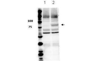 Western Blot of Rabbit anti-Stat3 pY705 antibody. (STAT3 antibody  (Internal Region, pTyr705))
