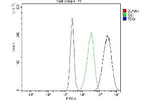 Flow Cytometry analysis of CACO-2 cells using anti-TBX4 antibody (ABIN7602998). (TBX4 antibody  (Middle Region))