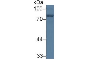 Western Blot; Sample: Rat Cerebrum lysate; Primary Ab: 1µg/ml Rabbit Anti-Human NEFL Antibody Second Ab: 0. (NEFL antibody  (AA 281-396))