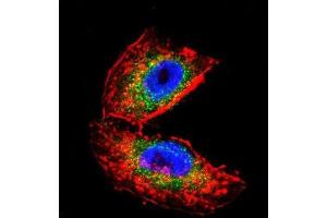 Immunofluorescence (IF) image for anti-Acetylcholinesterase (AChE) antibody (ABIN3003530) (Acetylcholinesterase antibody)