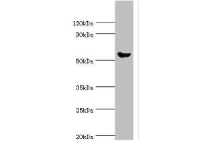 Western blot All lanes: Pancreatic alpha-amylase antibody at 6 μg/mL + Mouse liver tissue Secondary Goat polyclonal to rabbit IgG at 1/10000 dilution Predicted band size: 58, 31 kDa Observed band size: 58 kDa (AMY2A antibody  (AA 242-511))