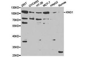 Western Blotting (WB) image for anti-Kininogen 1 (KNG1) antibody (ABIN1873454) (KNG1 antibody)