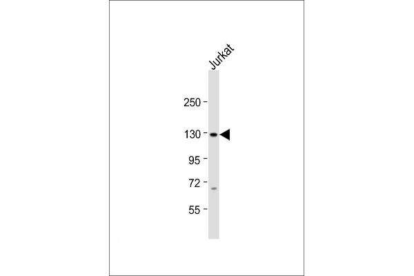 SREBF1 antibody  (AA 349-378)