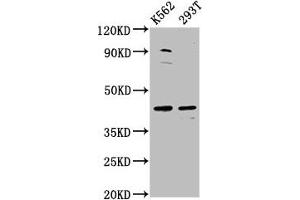 Western Blot Positive WB detected in: K562 whole cell lysate, 293T whole cell lysate All lanes: XKR8 antibody at 3. (XKR8 antibody  (AA 69-158))