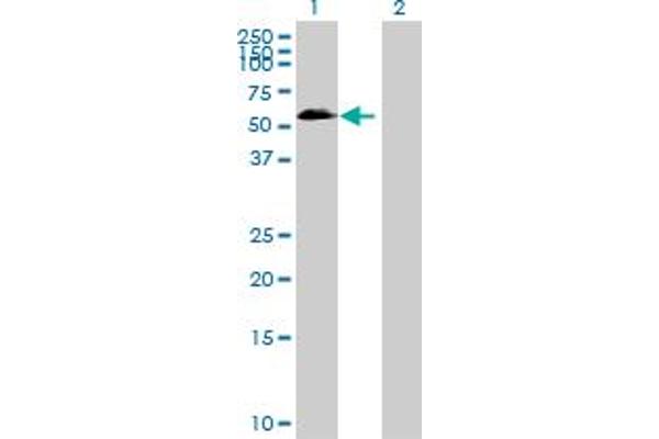 OSGIN2 antibody  (AA 1-505)
