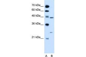 Western Blotting (WB) image for anti-Retinoid X Receptor, gamma (RXRG) antibody (ABIN2462870) (Retinoid X Receptor gamma antibody)