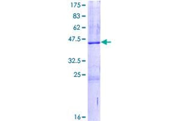 SRGN Protein (AA 1-158) (GST tag)