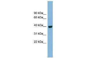 IMPAD1 antibody used at 1 ug/ml to detect target protein.