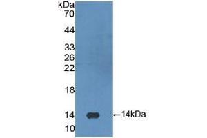 Detection of Recombinant FGF23, Human using Polyclonal Antibody to Fibroblast Growth Factor 23 (FGF23) (FGF23 antibody  (AA 79-160))