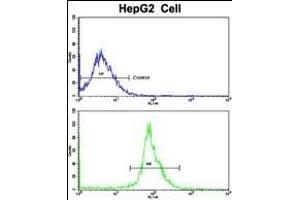 Flow cytometric analysis of HepG2 cells using LTA Antibody (Center)(bottom histogram) compared to a negative control cell (top histogram). (LTA antibody  (AA 46-72))