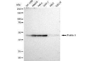 Western blotting analysis using Flotillin 1 antibody (ABIN7798633). (Recombinant Flotillin 1 antibody)