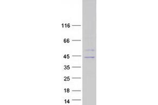 GNAT3 Protein (Myc-DYKDDDDK Tag)