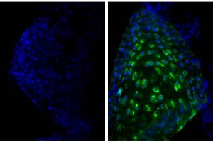 Frozen newborn mouse cartilage section was stained with Goat Anti-Type II Collagen-UNLB and DAPI. (Donkey anti-Goat IgG (Heavy & Light Chain) Antibody (FITC))