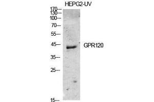 Western Blot (WB) analysis of specific cells using GPR120 Polyclonal Antibody.