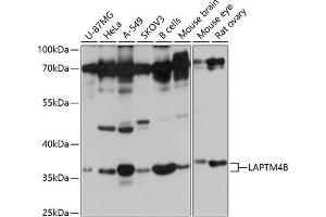 Western blot analysis of extracts of various cell lines, using LB antibody (ABIN7268341) at 1:1000 dilution. (LAPTM4B antibody  (AA 218-317))