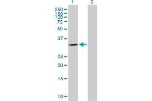 Western Blot analysis of CCND2 expression in transfected 293T cell line by CCND2 MaxPab polyclonal antibody. (Cyclin D2 antibody  (AA 1-289))