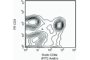 Stained with Avidin-FITC (CD8 alpha antibody  (Biotin))